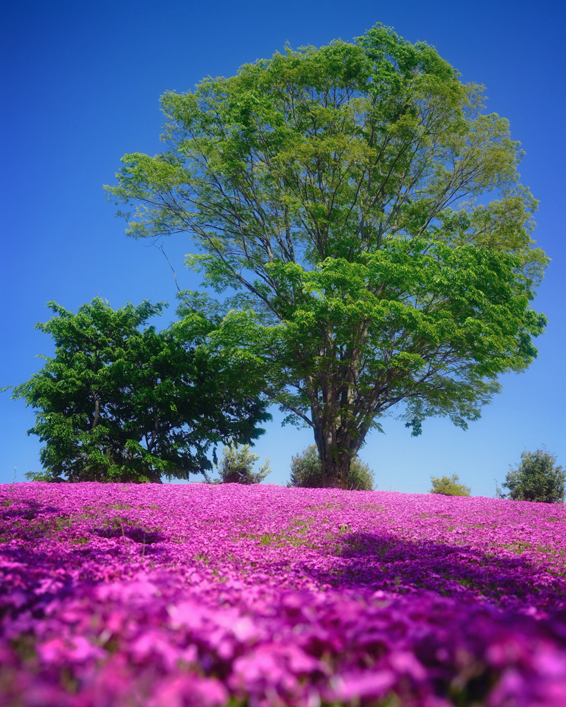 A pleasant afternoon