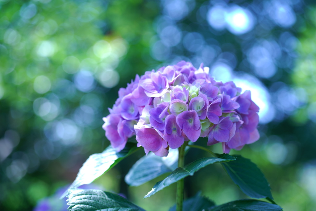紫陽花