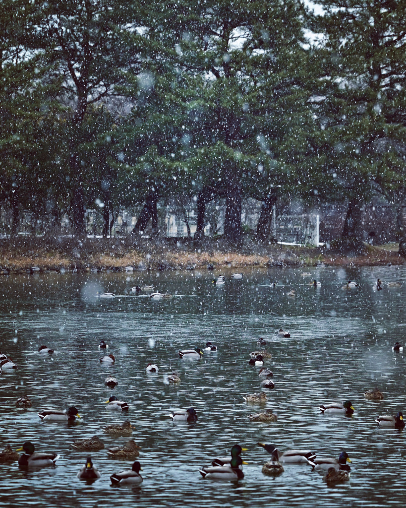 雪降る池