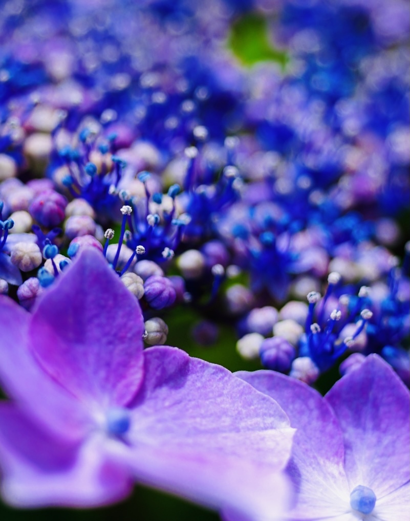 額紫陽花