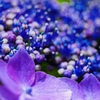 額紫陽花