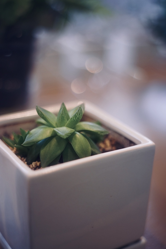 多肉植物