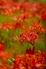 彼岸花