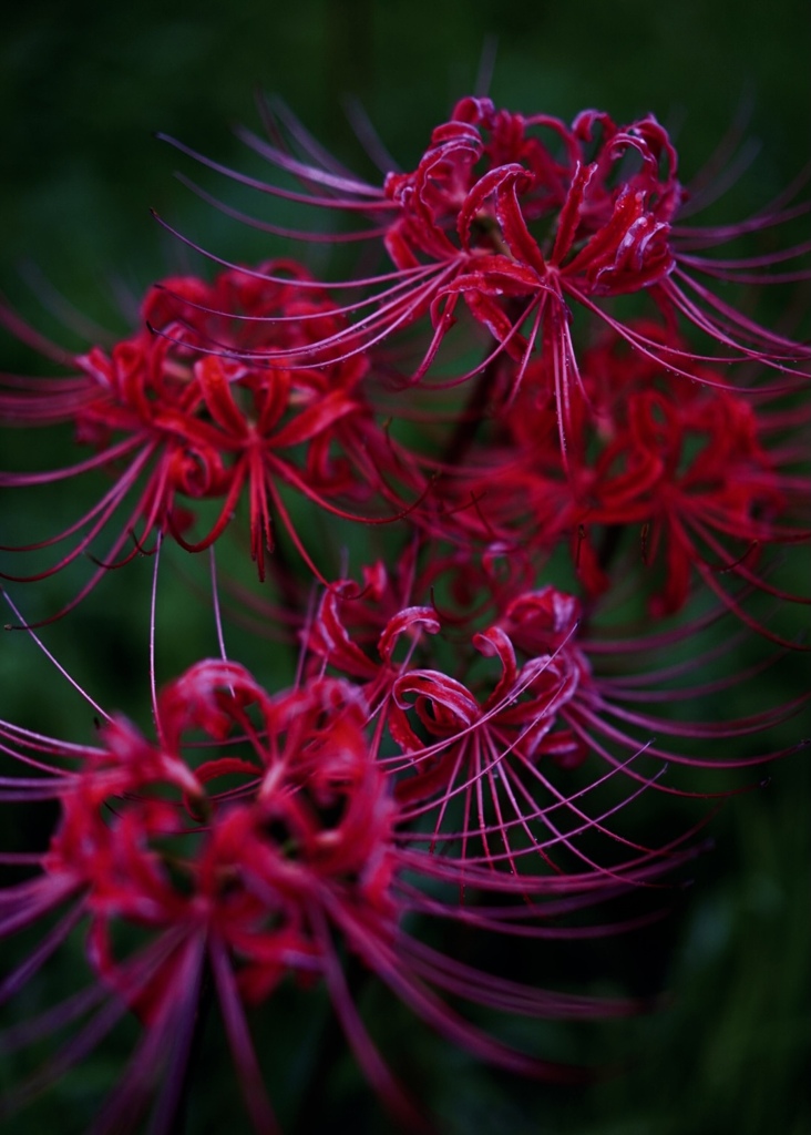 彼岸花