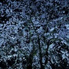 夜桜