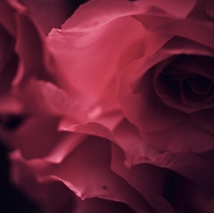 The Temptation of Rose
