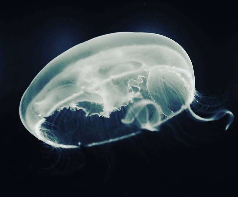海月