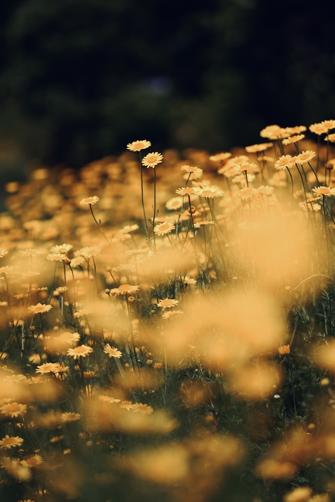 A place of memories