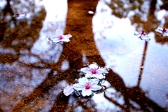 水溜まりに咲いた花