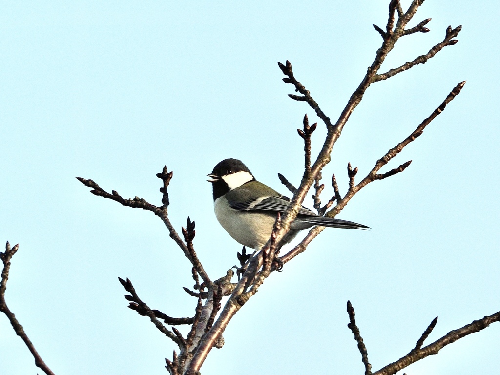 シジュウカラ