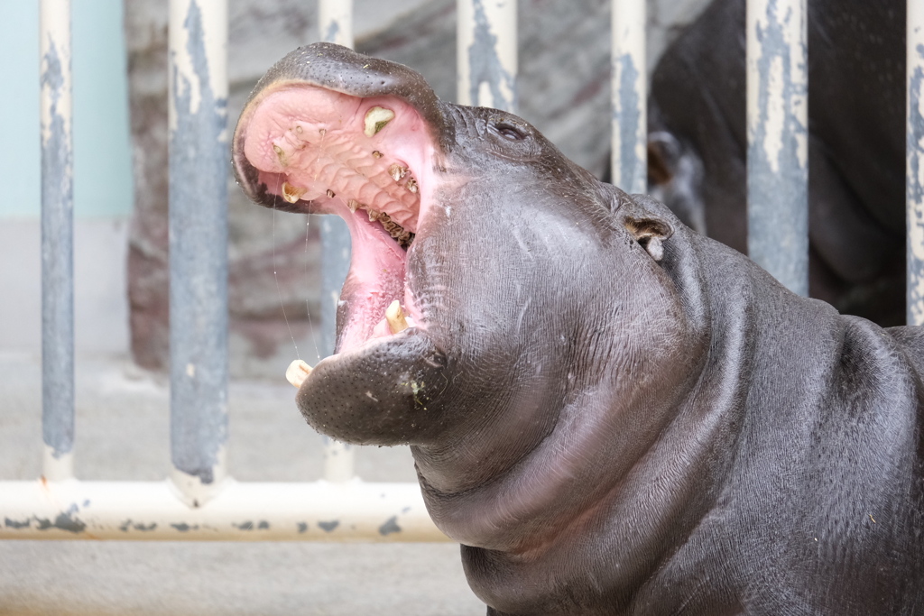 動物園にて