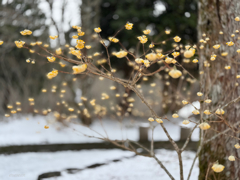 春雪