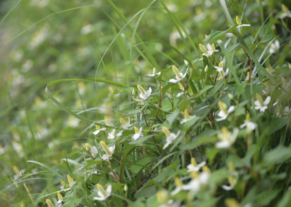 春が待ち遠しくて