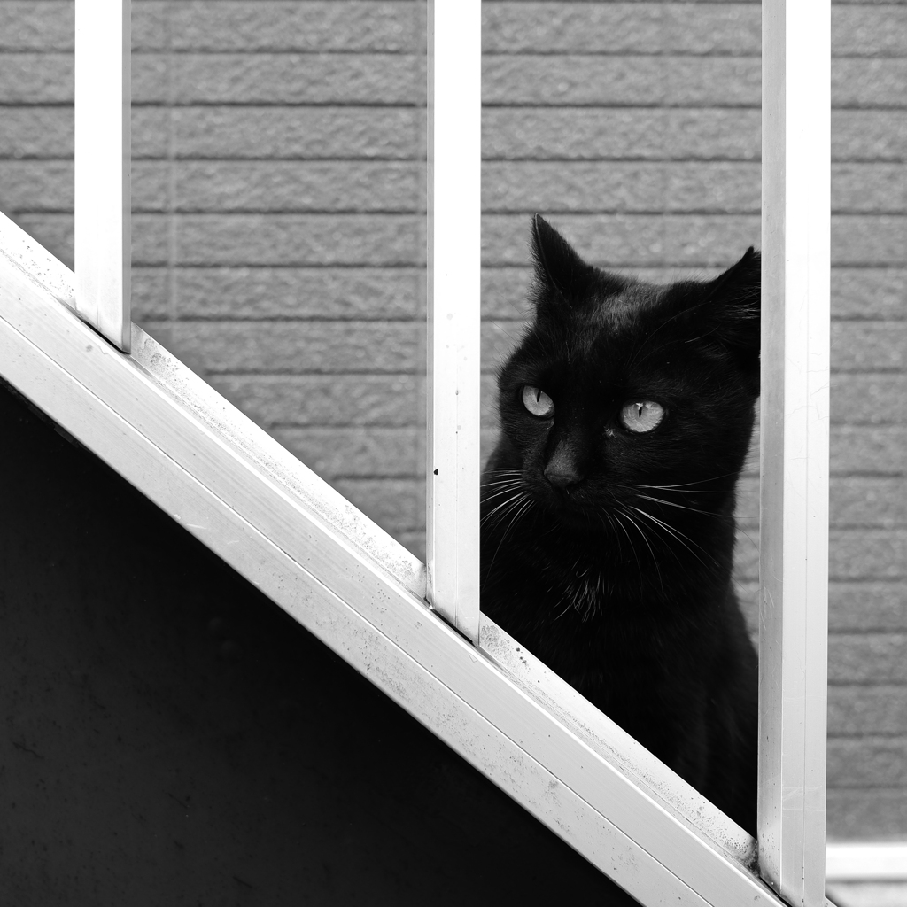 黒猫