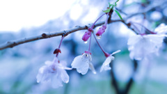 雫