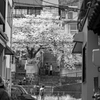 尾道　桜の木がある階段