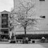 尾道　桜の木がある広場