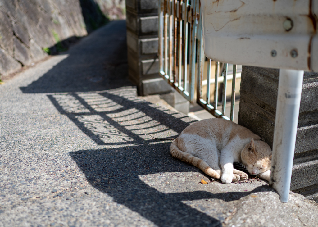 路地の隅でみる夢