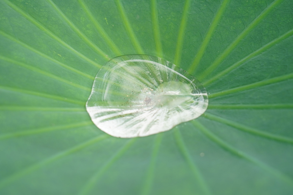 雨上がり、蓮の葉