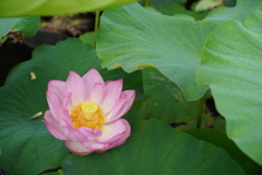 蓮の花