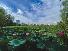 残暑と蓮の花