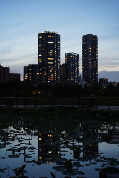 夕暮れの蓮池とタワマンたち