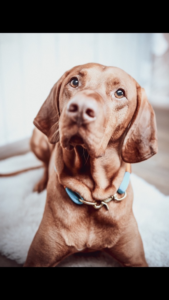 Vizsla ショートヘアード ハンガリアン ビズラ By Fuhma Id 写真共有サイト Photohito