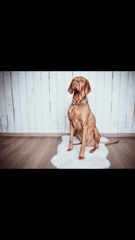 ショートヘアード・ハンガリアン・ビズラ Vizsla