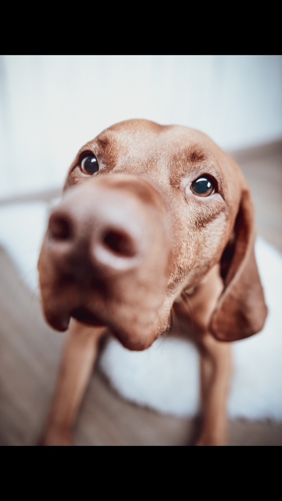 ショートヘアード・ハンガリアン・ビズラ Vizsla