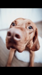 ショートヘアード・ハンガリアン・ビズラ Vizsla