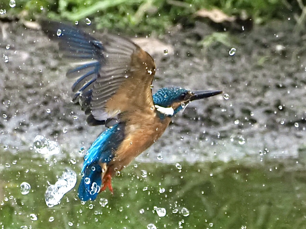 お魚獲れなかった(T . T)