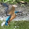 お魚獲れなかった(T . T)