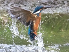 空振りのカワセミさん