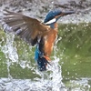 空振りのカワセミさん