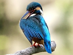 羽繕いするカワセミさん
