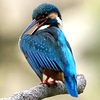 羽繕いするカワセミさん