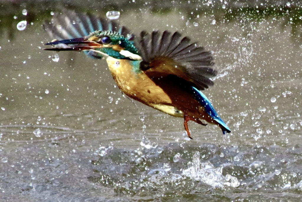 水面から飛び出したよ〜(^^)