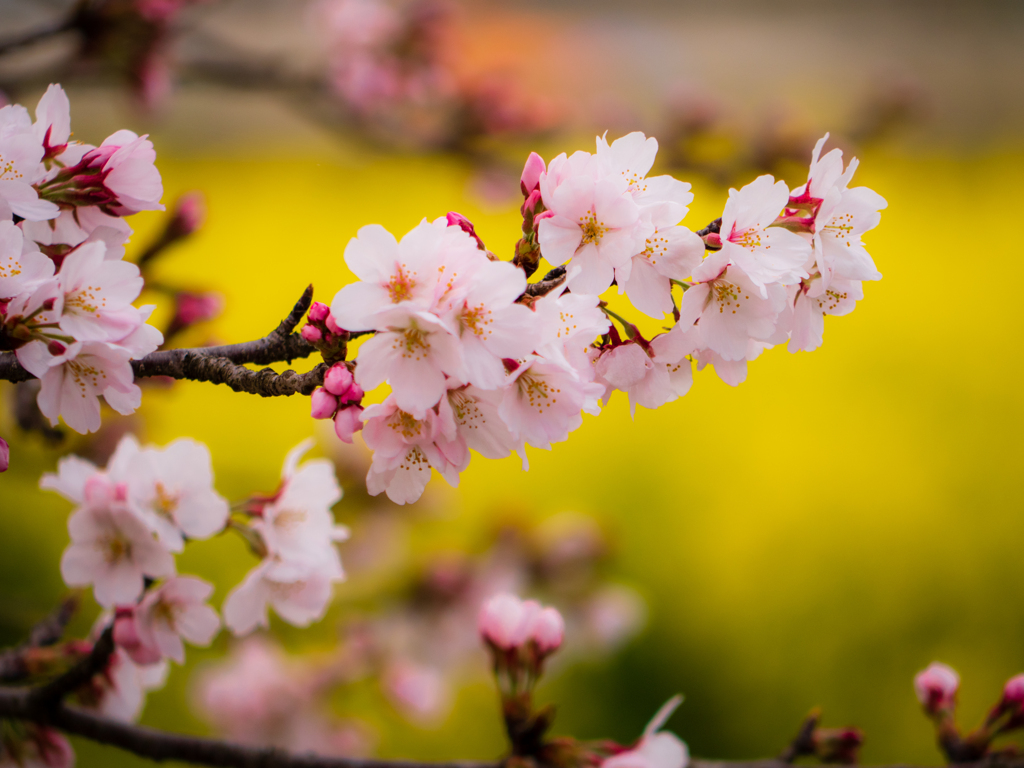 サクラと菜の花