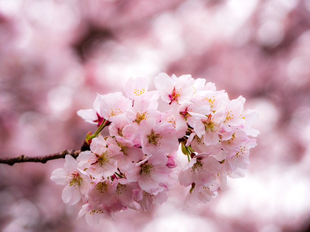 桜