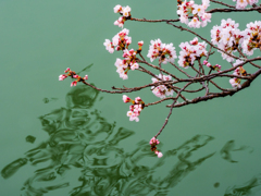 水辺のサクラ