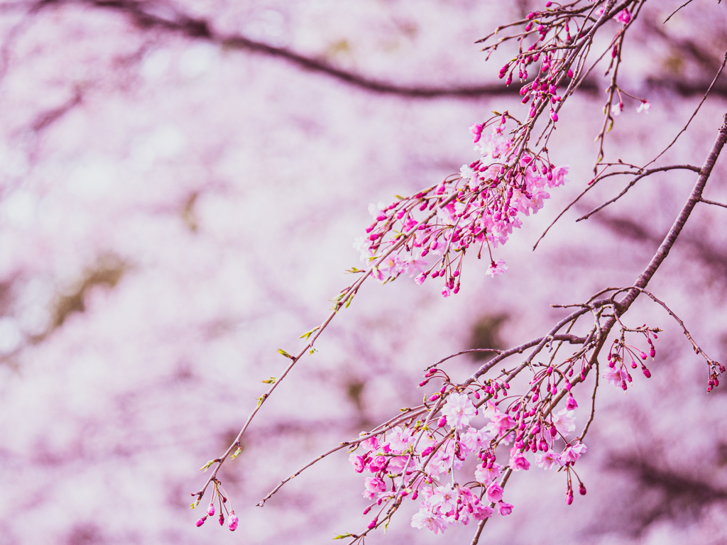 しだれ桜