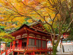 金刀比羅宮　白峰神社の紅葉