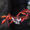 早咲きの山桜