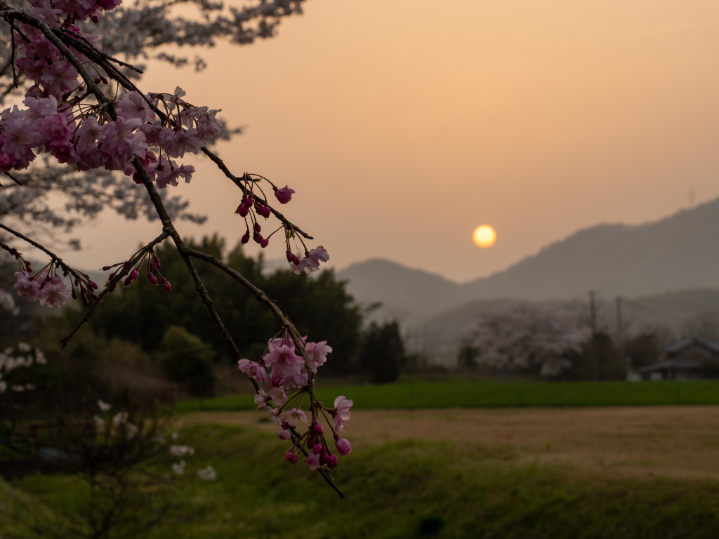 しだれ桜