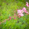 しだれ桜