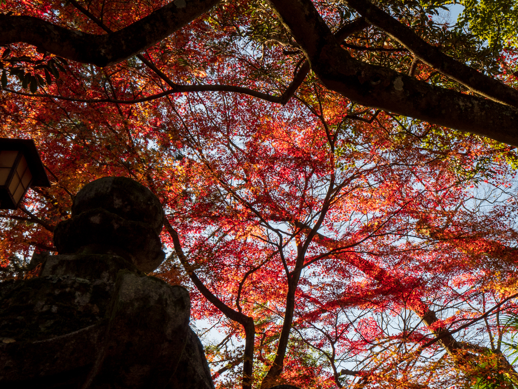 金刀比羅宮の紅葉