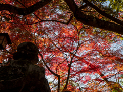 金刀比羅宮の紅葉
