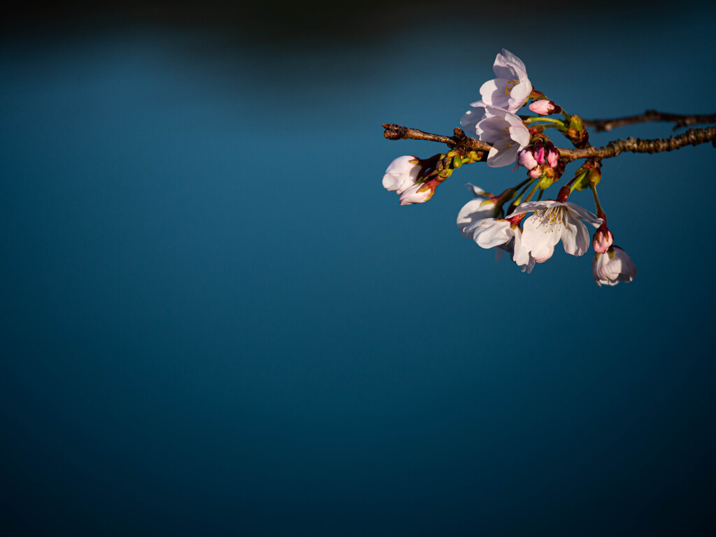 桜