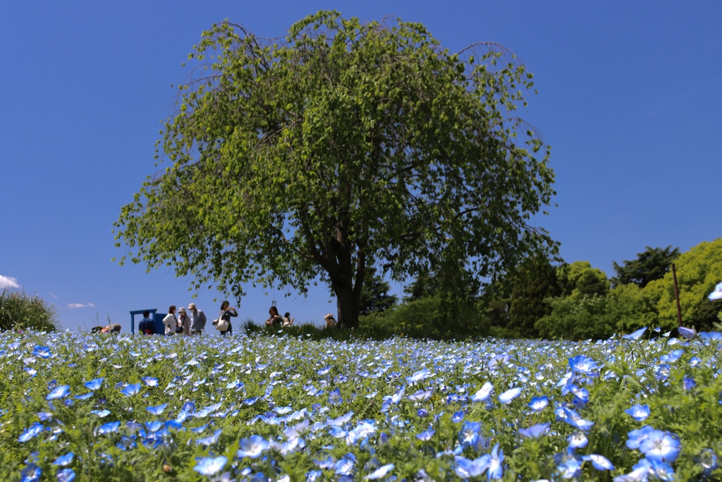 昭和記念公園のネモフィラ