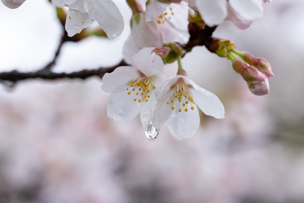 桜の雫